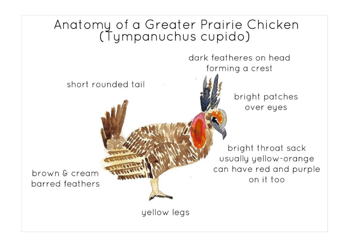An educational teaching resource from Fiddleticks Education entitled Prairie Chicken Anatomy Interactive Printable Poster downloadable at Teach Simple.