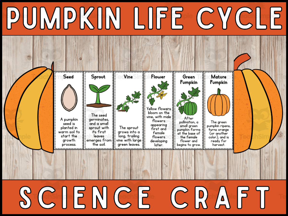 An educational teaching resource from Wonderland School entitled Pumpkin Life Cycle Craft Foldable Science Cut and Paste Activity downloadable at Teach Simple.
