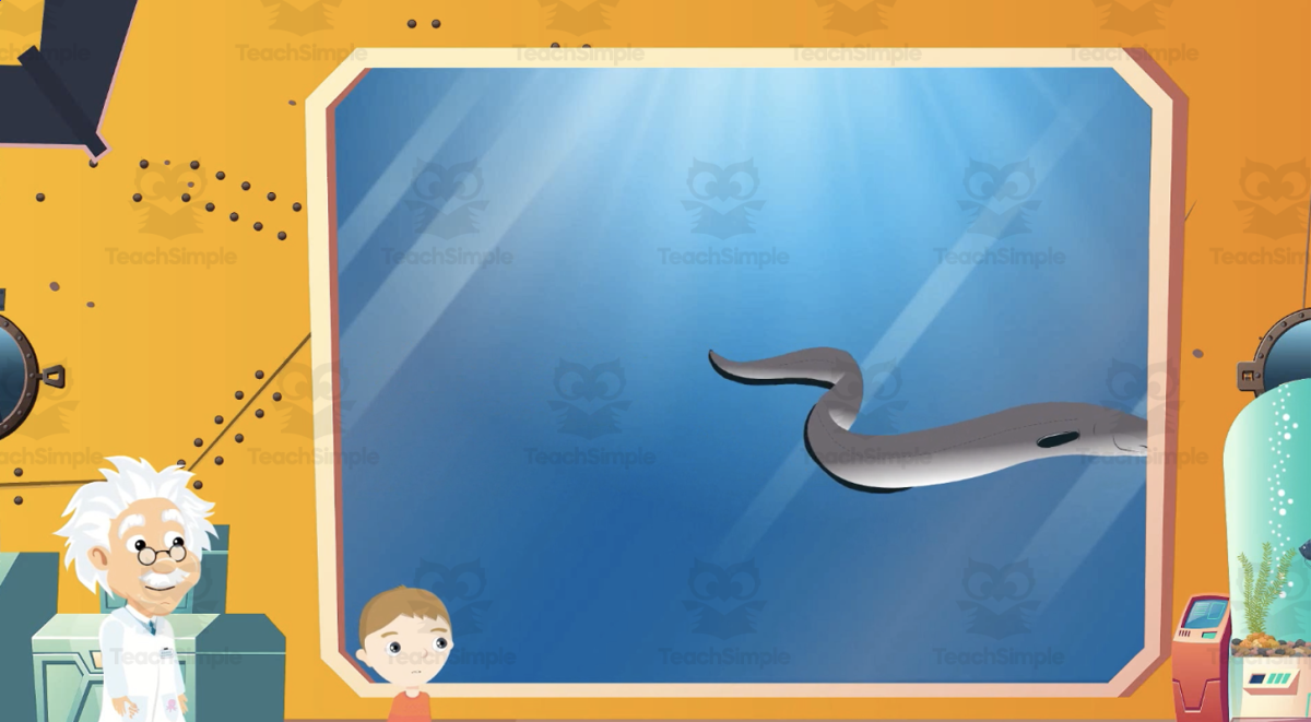 An educational teaching resource from Educational Voice entitled Rare Ocean Animals | Animated Ocean Video Lesson downloadable at Teach Simple.