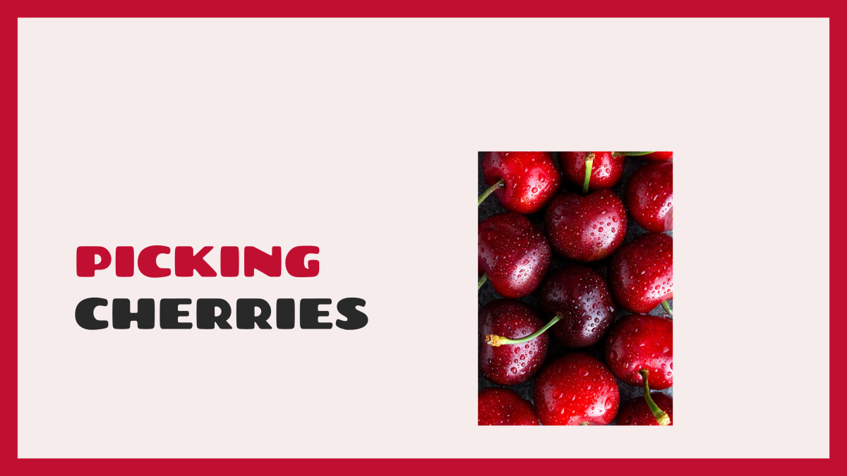An educational teaching resource from Cored Education entitled Reading Comprehension Fiction Set 1 Sample - Picking Cherries (PPT) downloadable at Teach Simple.
