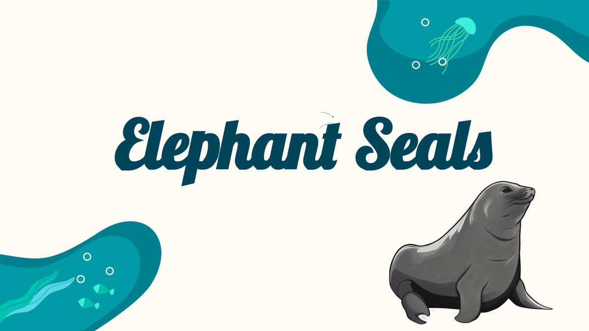 An educational teaching resource from Cored Education entitled Reading Comprehension Nonfiction Set 1 Sample: Elephant Seals (Slides) downloadable at Teach Simple.