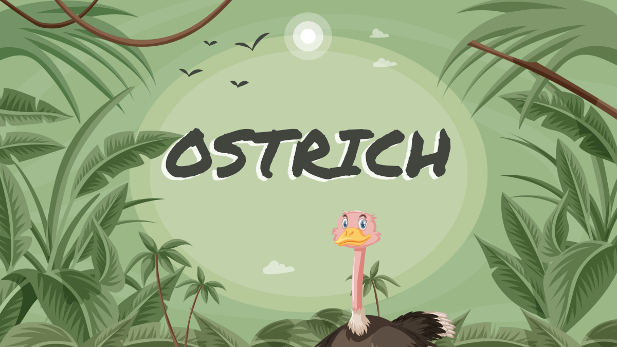 An educational teaching resource from Cored Education entitled Reading Comprehension Nonfiction Set 1 Sample - Ostrich (PPT) downloadable at Teach Simple.