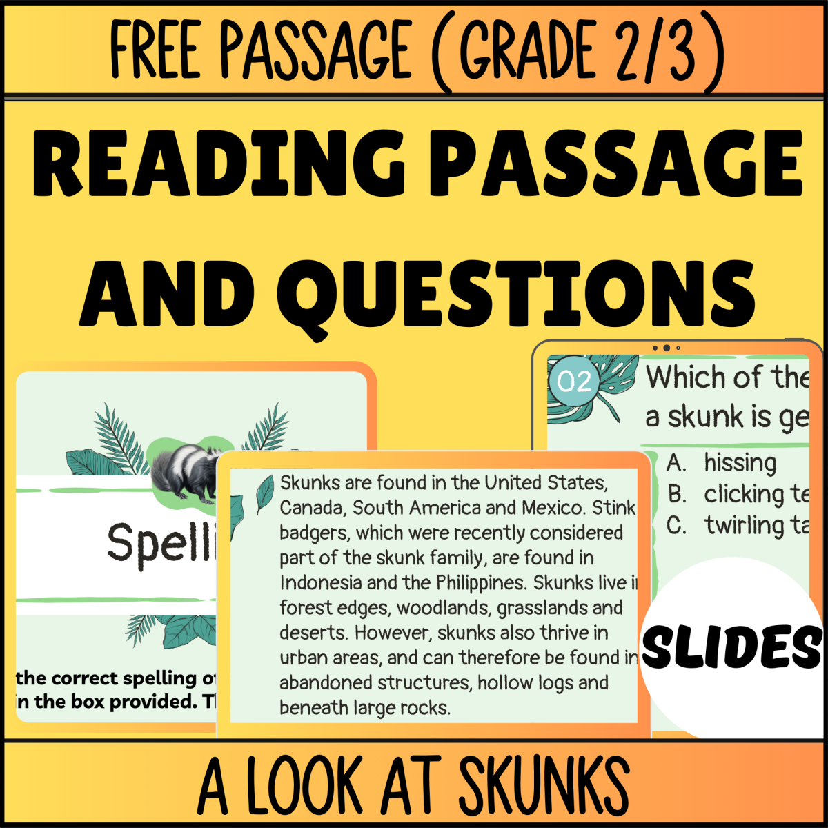 An educational teaching resource from Cored Education entitled Reading Comprehension Nonfiction Set 3 Sample: A Look at Skunks Slides downloadable at Teach Simple.