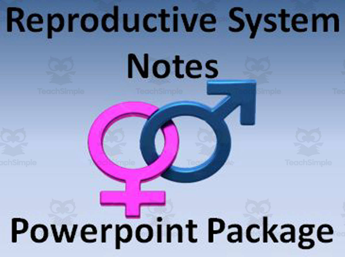 An educational teaching resource from The Teacher Team entitled Reproductive System PowerPoint Presentations downloadable at Teach Simple.