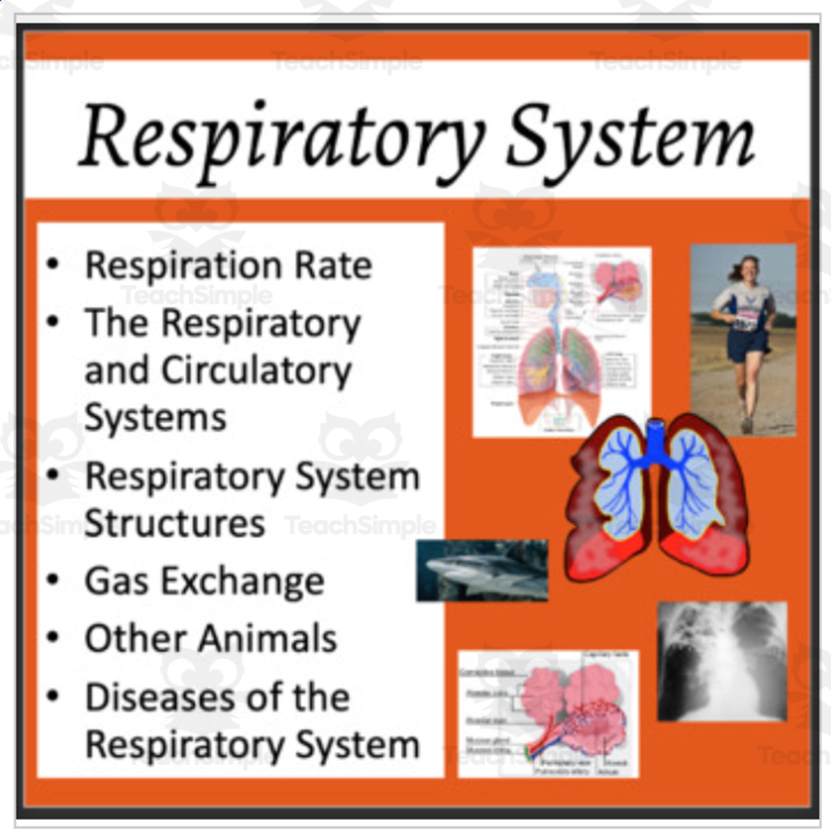 An educational teaching resource from Teach With Fergy entitled Respiratory System - Google Slides and PowerPoint Lesson downloadable at Teach Simple.