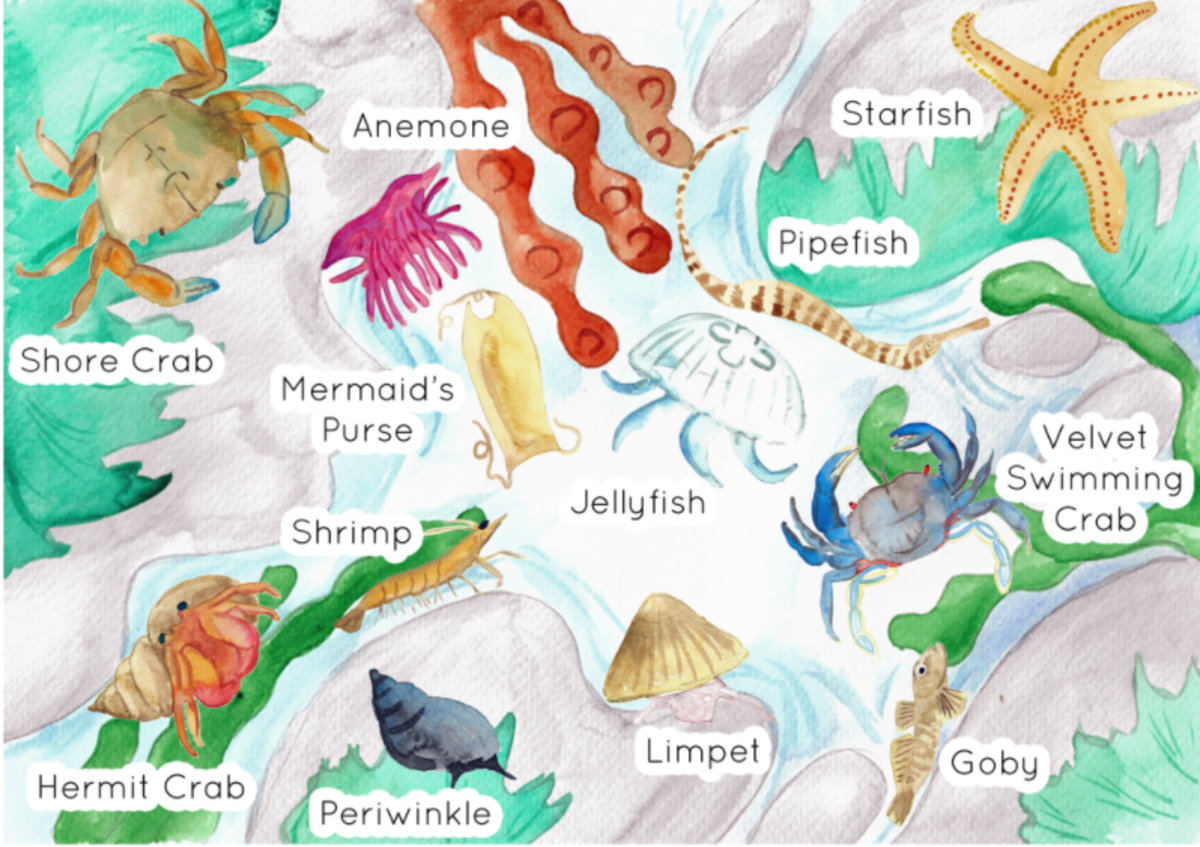 An educational teaching resource from Fiddleticks Education entitled Rock Pool Habitat Poster downloadable at Teach Simple.
