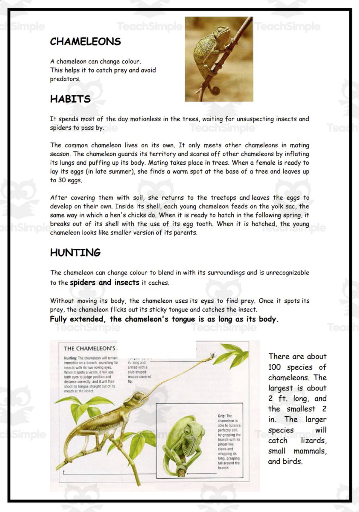 An educational teaching resource from Elementary Resources 4 U entitled Science: Chameleons downloadable at Teach Simple.