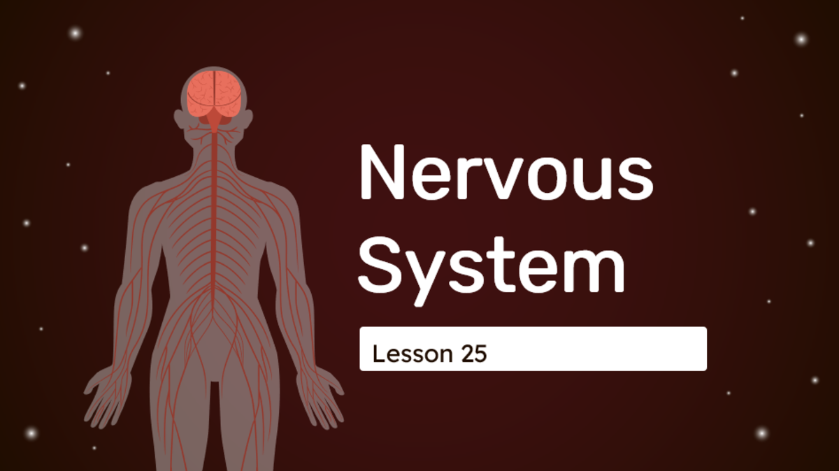 An educational teaching resource from Cored Education entitled Science Reading Comprehension 25: Nervous System PPT downloadable at Teach Simple.
