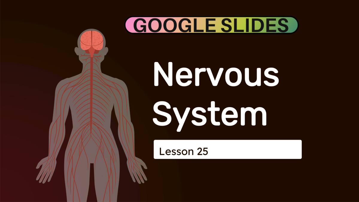 An educational teaching resource from Cored Education entitled Science Reading Passage 25: Nervous System (Google Slides) downloadable at Teach Simple.