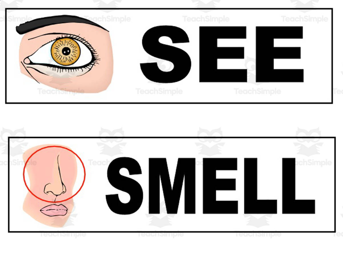 An educational teaching resource from Lauren DeSantis entitled Science Word Wall Picture Cards downloadable at Teach Simple.