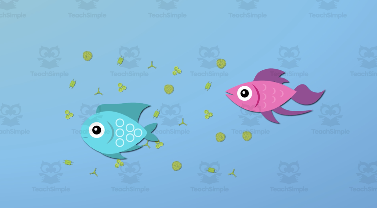 An educational teaching resource from Educational Voice entitled Seaweed Forests | Animated Ocean Video Lesson downloadable at Teach Simple.