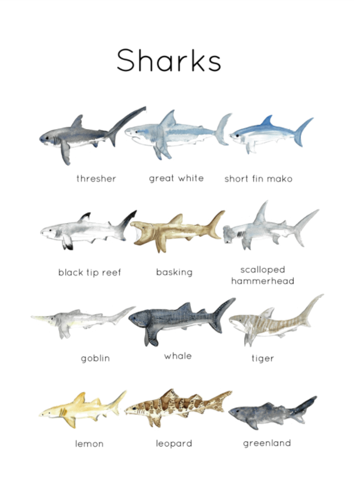 An educational teaching resource from Fiddleticks Education entitled Shark Flashcards & ID Poster downloadable at Teach Simple.