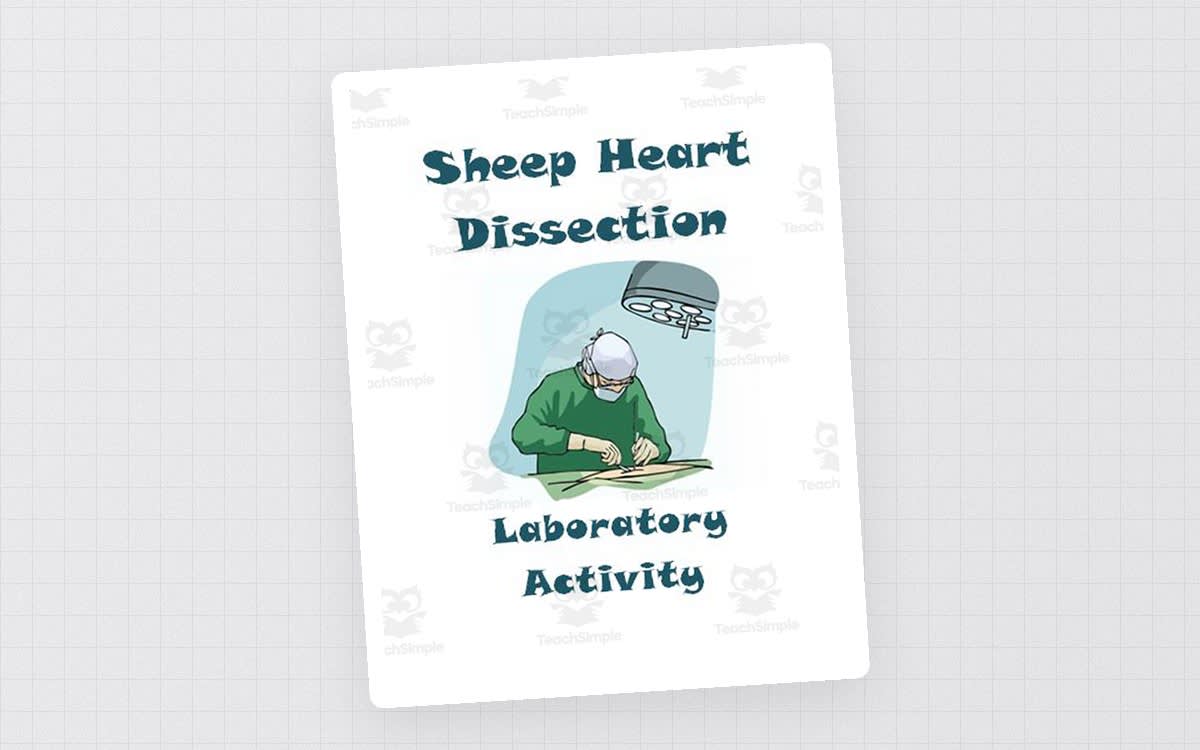 An educational teaching resource from The Teacher Team entitled Sheep Heart Dissection Lab ~ Anatomy and Physiology downloadable at Teach Simple.