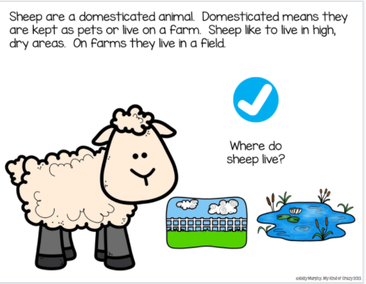 An educational teaching resource from My Kind of Crazy entitled Sheep Life Cycle Adapted Book downloadable at Teach Simple.