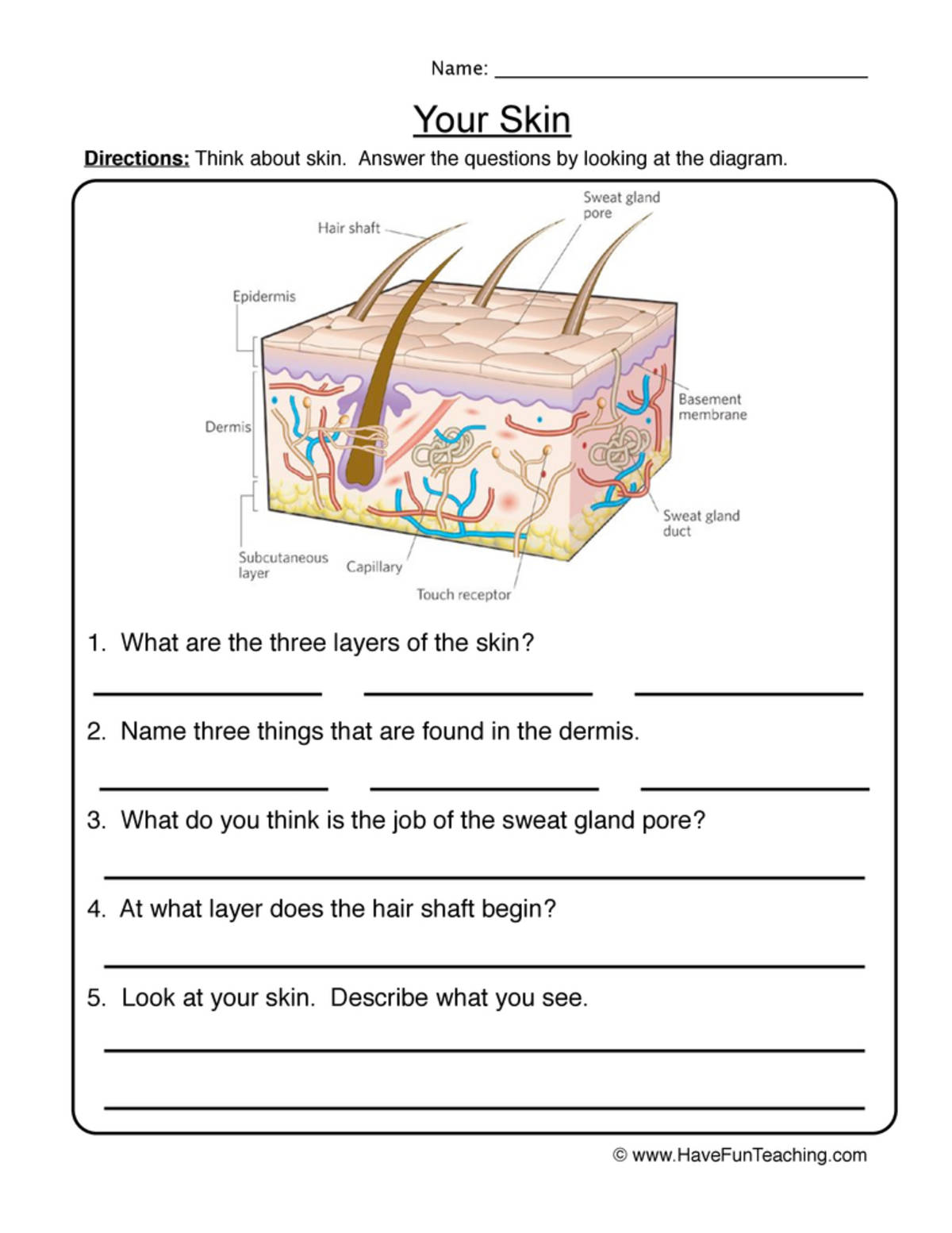 An educational teaching resource from Have Fun Teaching entitled Skin Diagram Worksheet downloadable at Teach Simple.