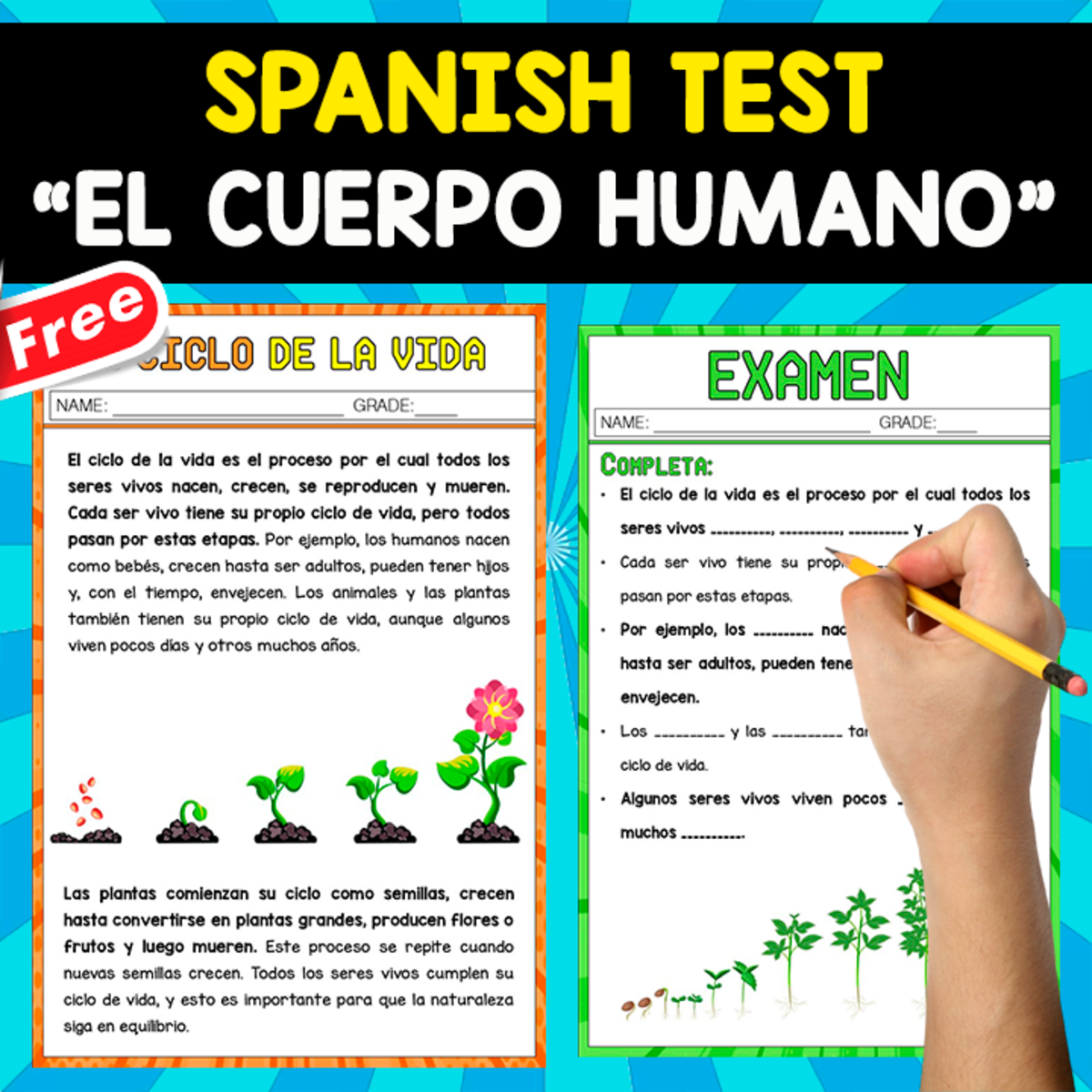 An educational teaching resource from EDITORIAL LAURA EDUCA entitled SPANISH TEST | EL CICLO DE LA VIDA downloadable at Teach Simple.