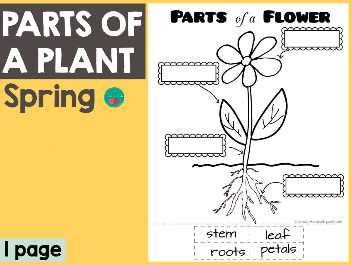 An educational teaching resource from Cherry Workshop entitled Spring - Parts of a Plant downloadable at Teach Simple.