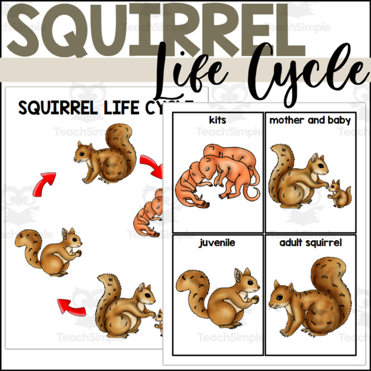 An educational teaching resource from The Connett Connection entitled Squirrel Life Cycle Poster and Sequencing Cards downloadable at Teach Simple.