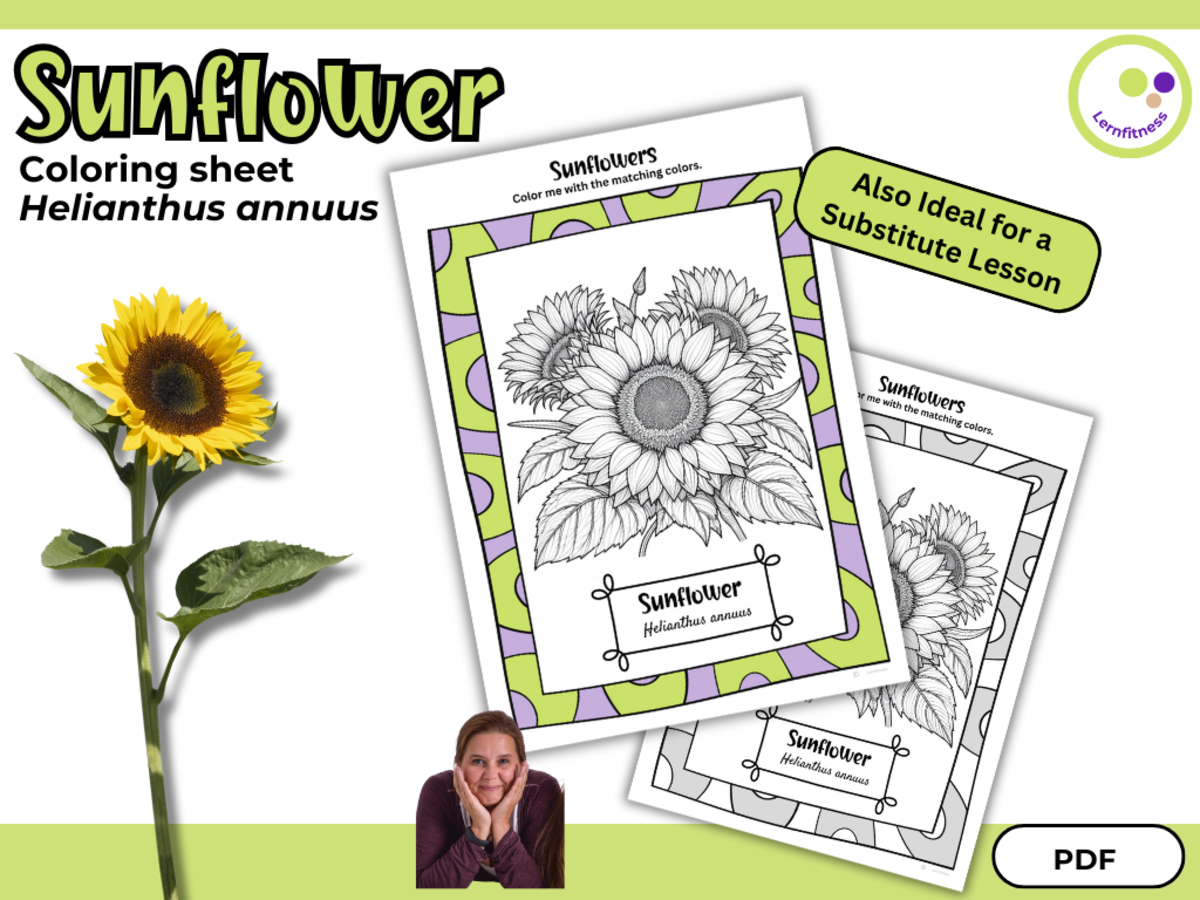 An educational teaching resource from Lernfitness entitled Sunflowers – Coloring Sheet | Helianthus annuus downloadable at Teach Simple.