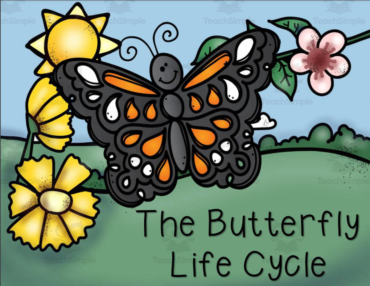 An educational teaching resource from Glitter and Grace entitled The Butterfly Life Cycle downloadable at Teach Simple.
