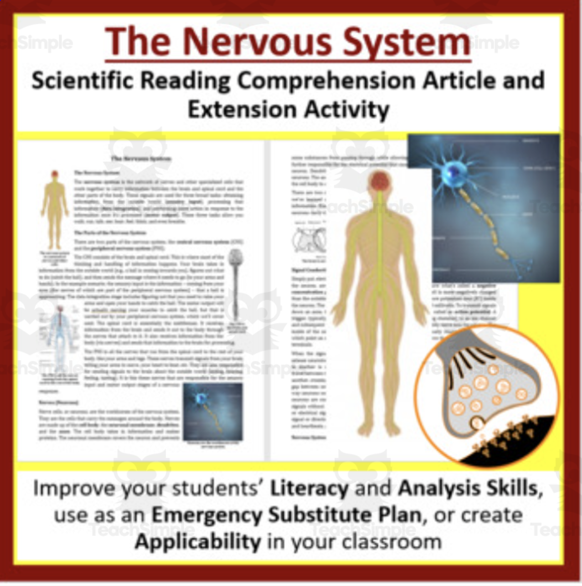 An educational teaching resource from Teach With Fergy entitled The Nervous System Reading Comprehension Article - Grade 8 and Up downloadable at Teach Simple.