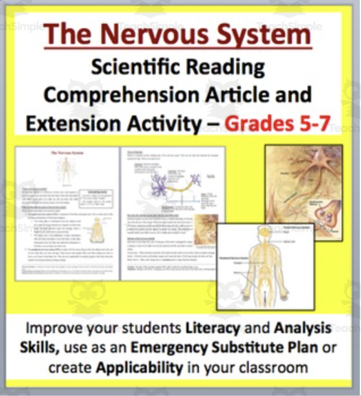 An educational teaching resource from Teach With Fergy entitled The Nervous System - Science Reading Article - Grades 5-7 downloadable at Teach Simple.