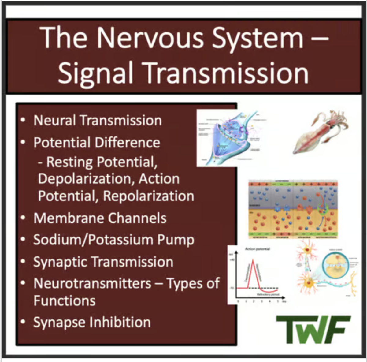An educational teaching resource from Teach With Fergy entitled The Nervous System - Signal Transmission - Senior Biology lesson downloadable at Teach Simple.