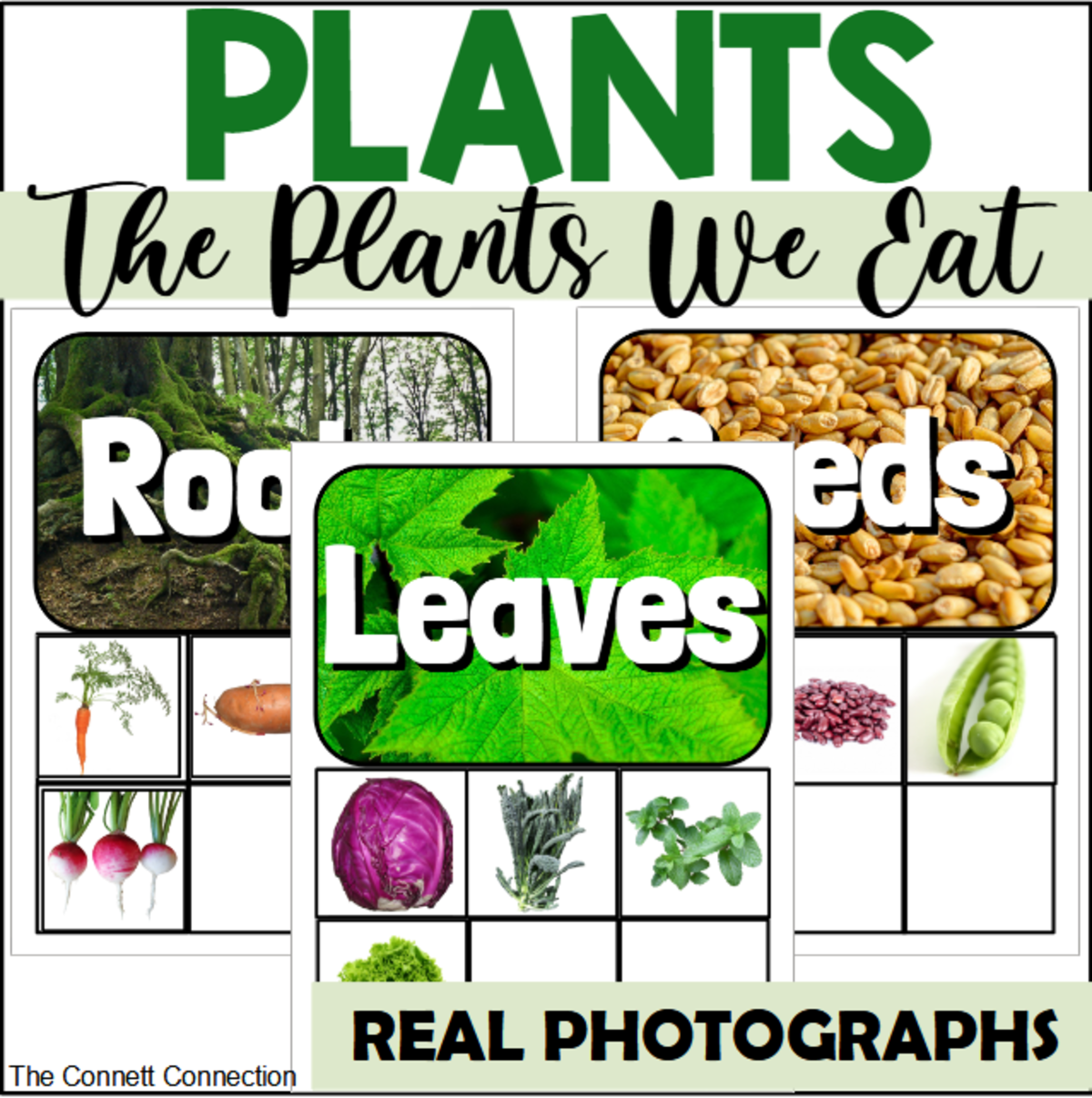 An educational teaching resource from The Connett Connection entitled The Plants We Eat: A Parts of a Plant Sort downloadable at Teach Simple.