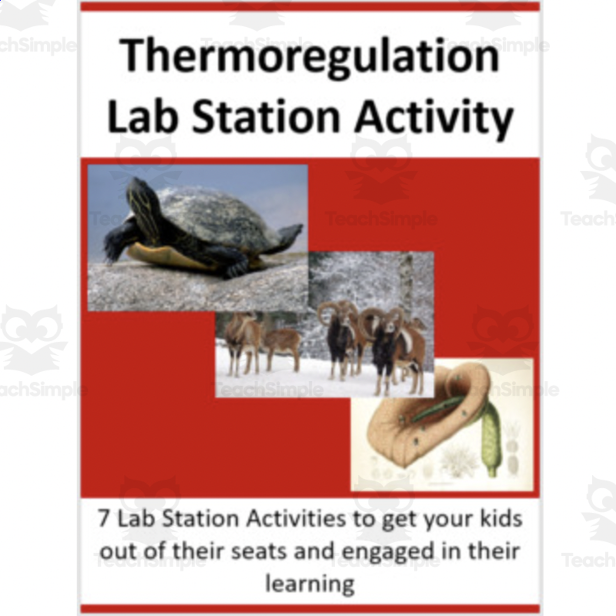 An educational teaching resource from Teach With Fergy entitled Thermoregulation – Lab Station Activity downloadable at Teach Simple.