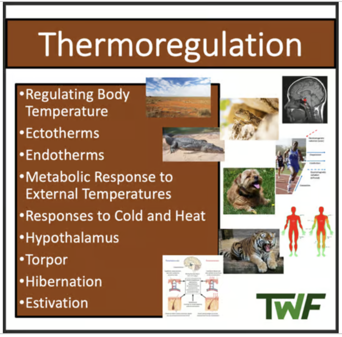 An educational teaching resource from Teach With Fergy entitled Thermoregulation - Senior Biology lesson downloadable at Teach Simple.