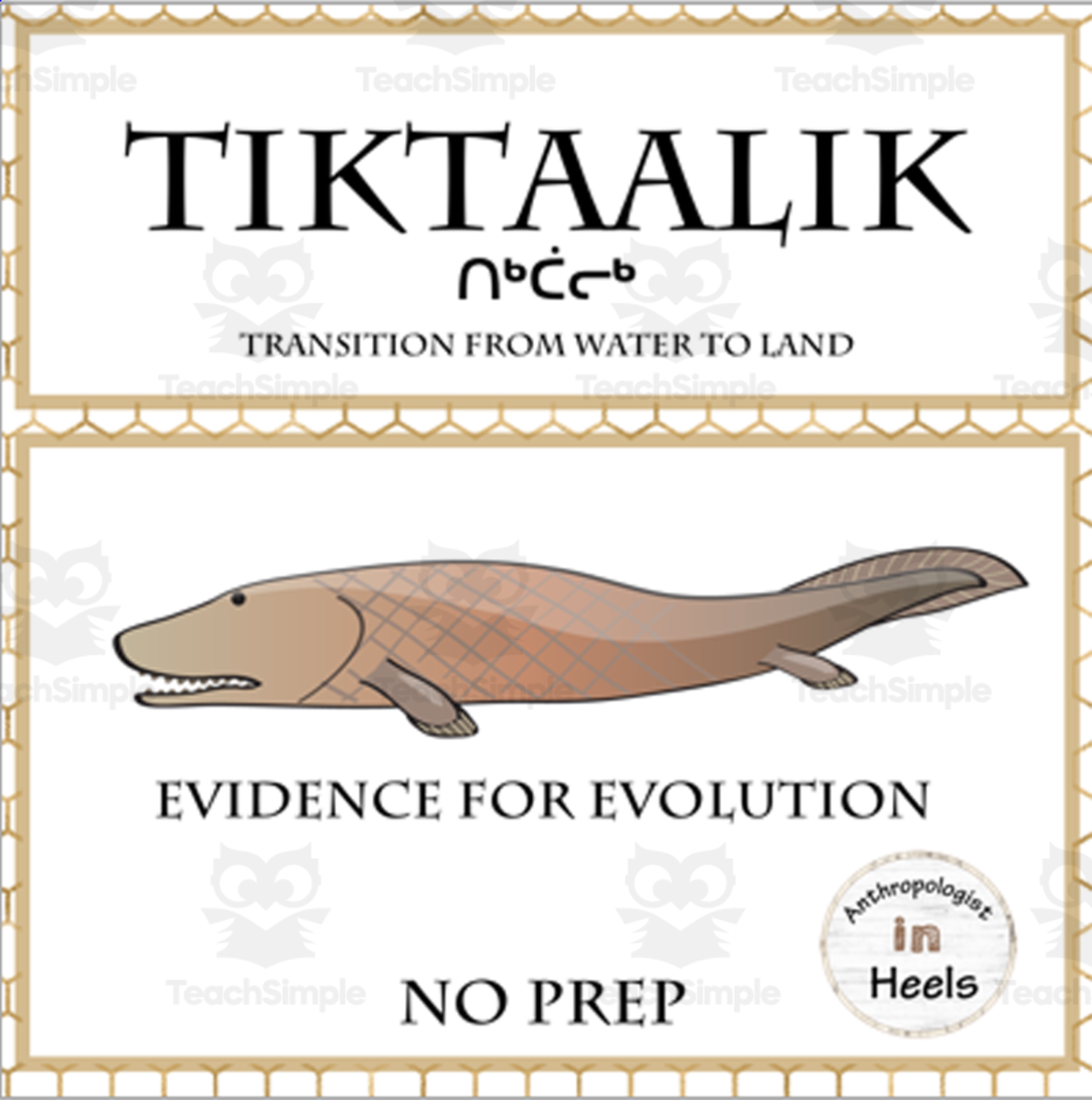 An educational teaching resource from Anthropolotist in Heels entitled Tiktaalik : Evidence for Evolution Informational Text and Activity downloadable at Teach Simple.