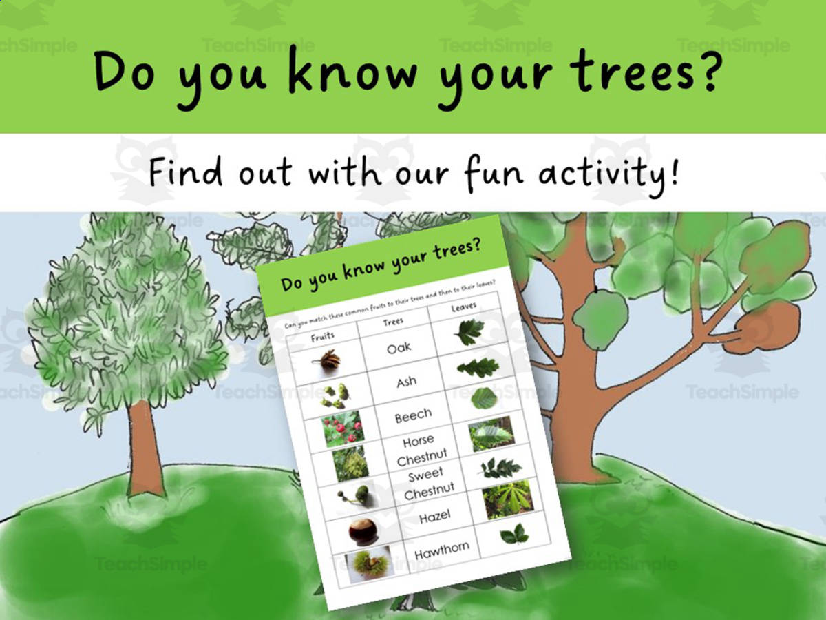 An educational teaching resource from Lilibette's Resources entitled Tree ID Activity downloadable at Teach Simple.