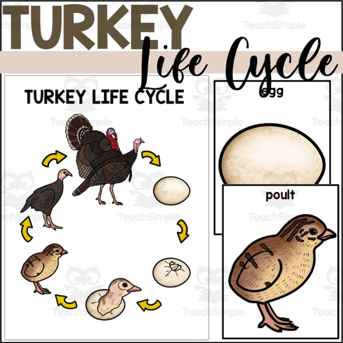 An educational teaching resource from The Connett Connection entitled Turkey Life Cycle Poster and Sequencing Cards downloadable at Teach Simple.