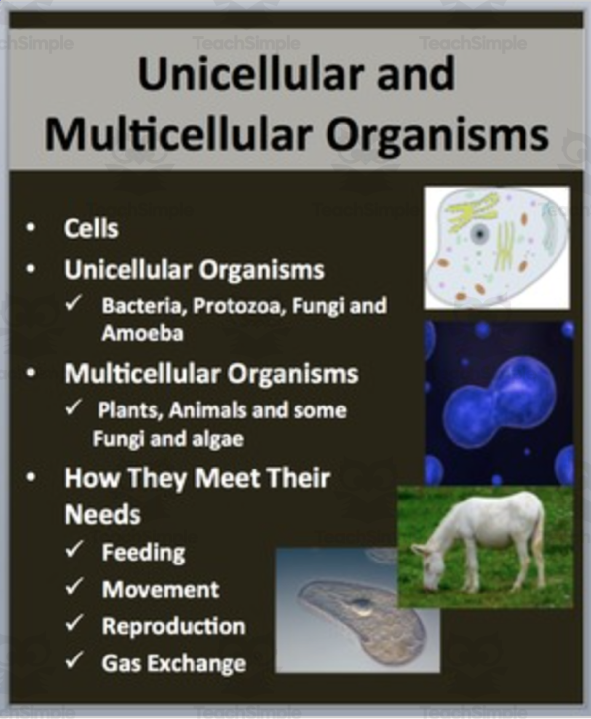 An educational teaching resource from Teach With Fergy entitled Unicellular and Multicellular Organisms - PowerPoint Lesson downloadable at Teach Simple.