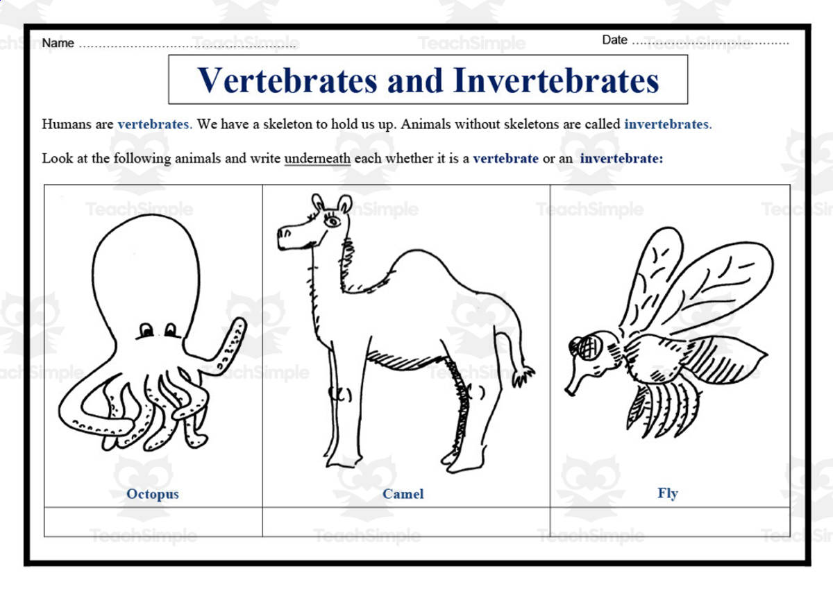 An educational teaching resource from Elementary Resources 4 U entitled Vertebrates vs Invertebrates Sorting Worksheet downloadable at Teach Simple.