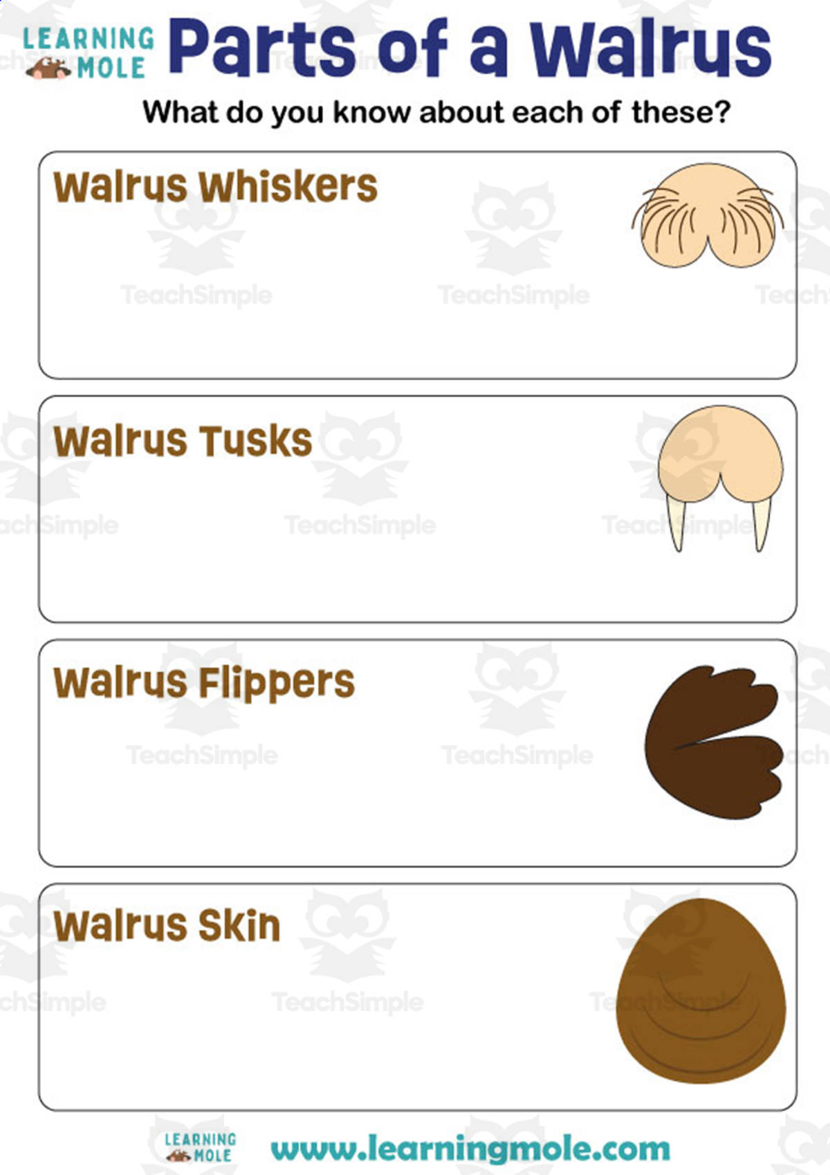 An educational teaching resource from Educational Voice entitled Walrus Activity downloadable at Teach Simple.