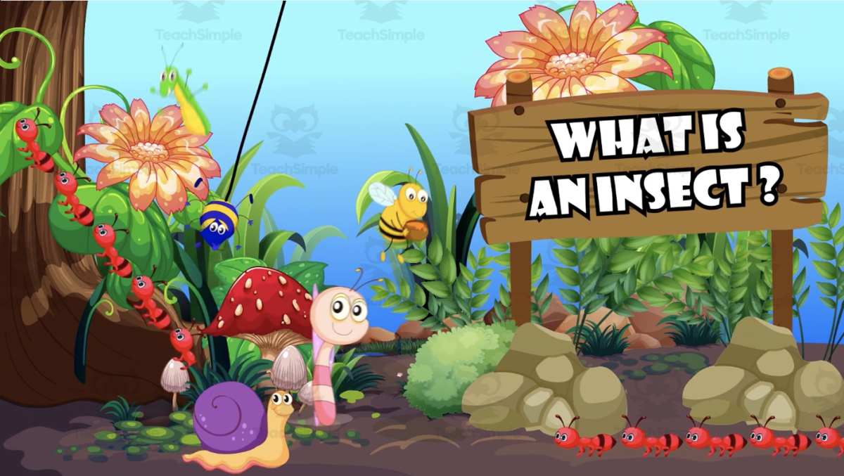 An educational teaching resource from Educational Voice entitled What is an Insect? | Animated Insect Video Lesson downloadable at Teach Simple.