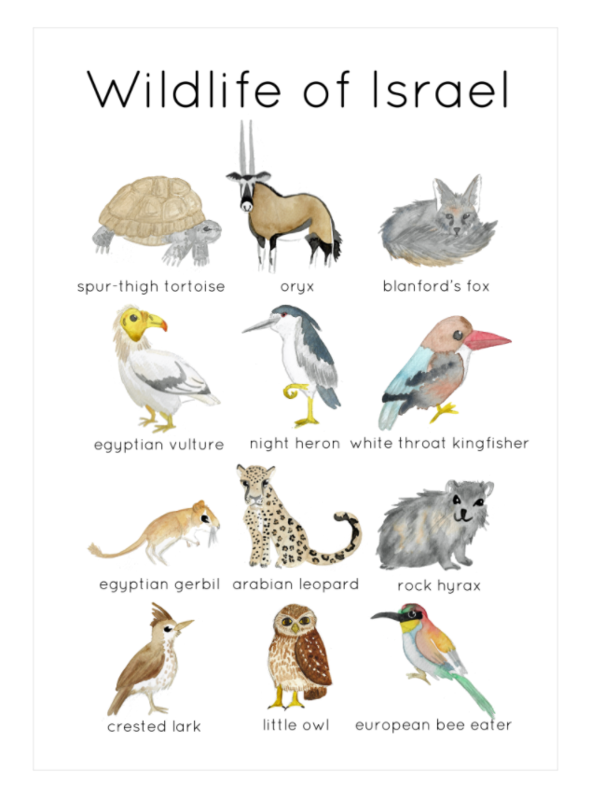 An educational teaching resource from Fiddleticks Education entitled Wildlife of Israel Flashcards downloadable at Teach Simple.