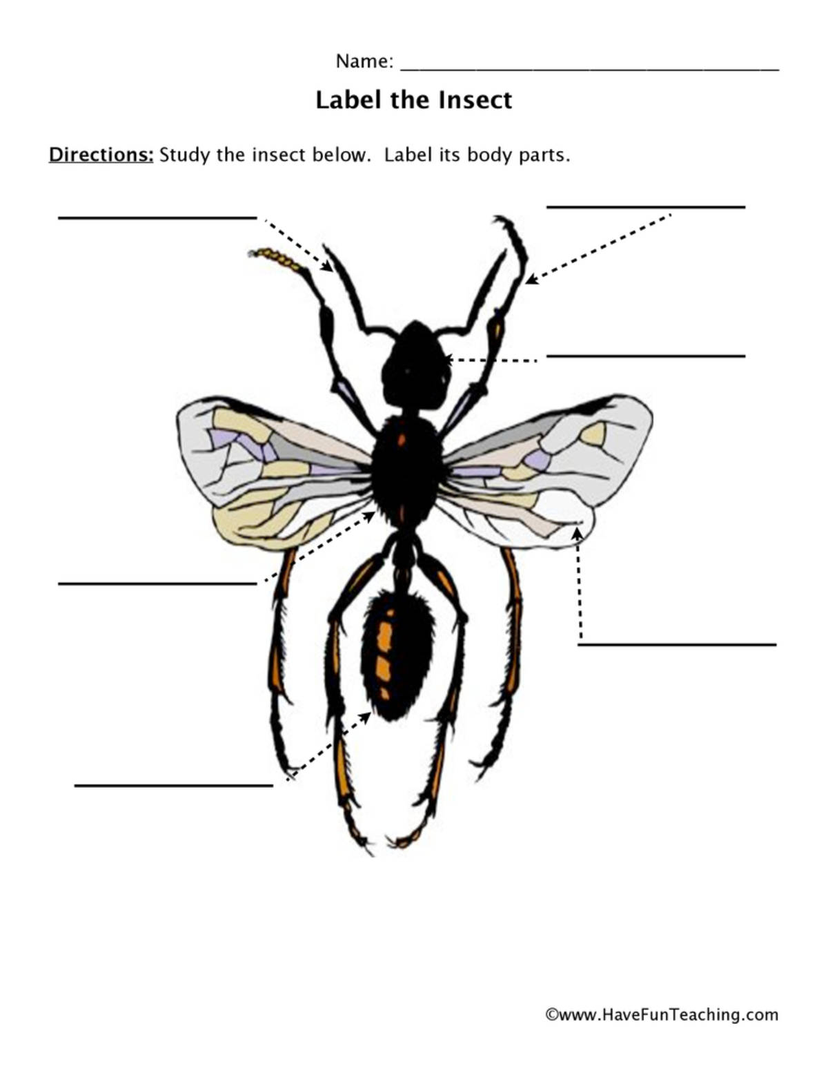 An educational teaching resource from Have Fun Teaching entitled Winged Bug Body Parts Worksheet downloadable at Teach Simple.