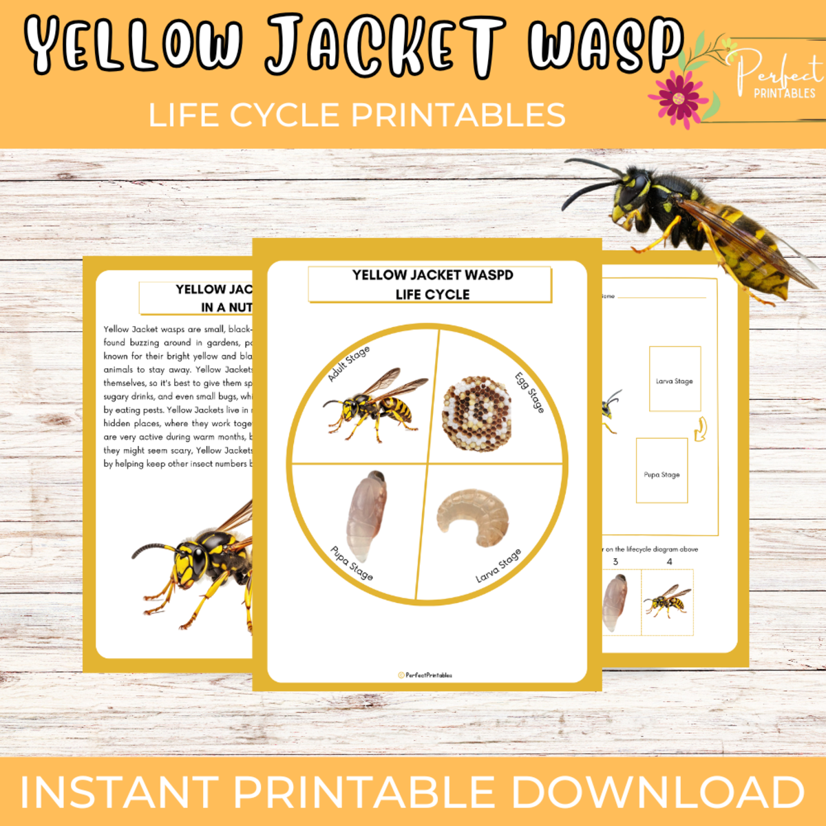 An educational teaching resource from Perfect_Printables entitled Yellow Jacket Wasp Life Cycle Worksheet- Insect Science Unit Study downloadable at Teach Simple.