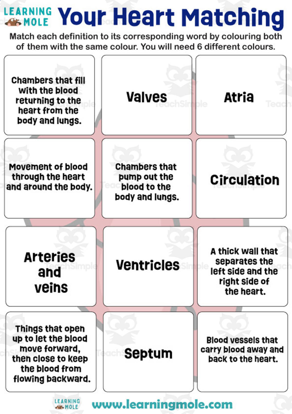An educational teaching resource from Educational Voice entitled Your Heart Activity downloadable at Teach Simple.