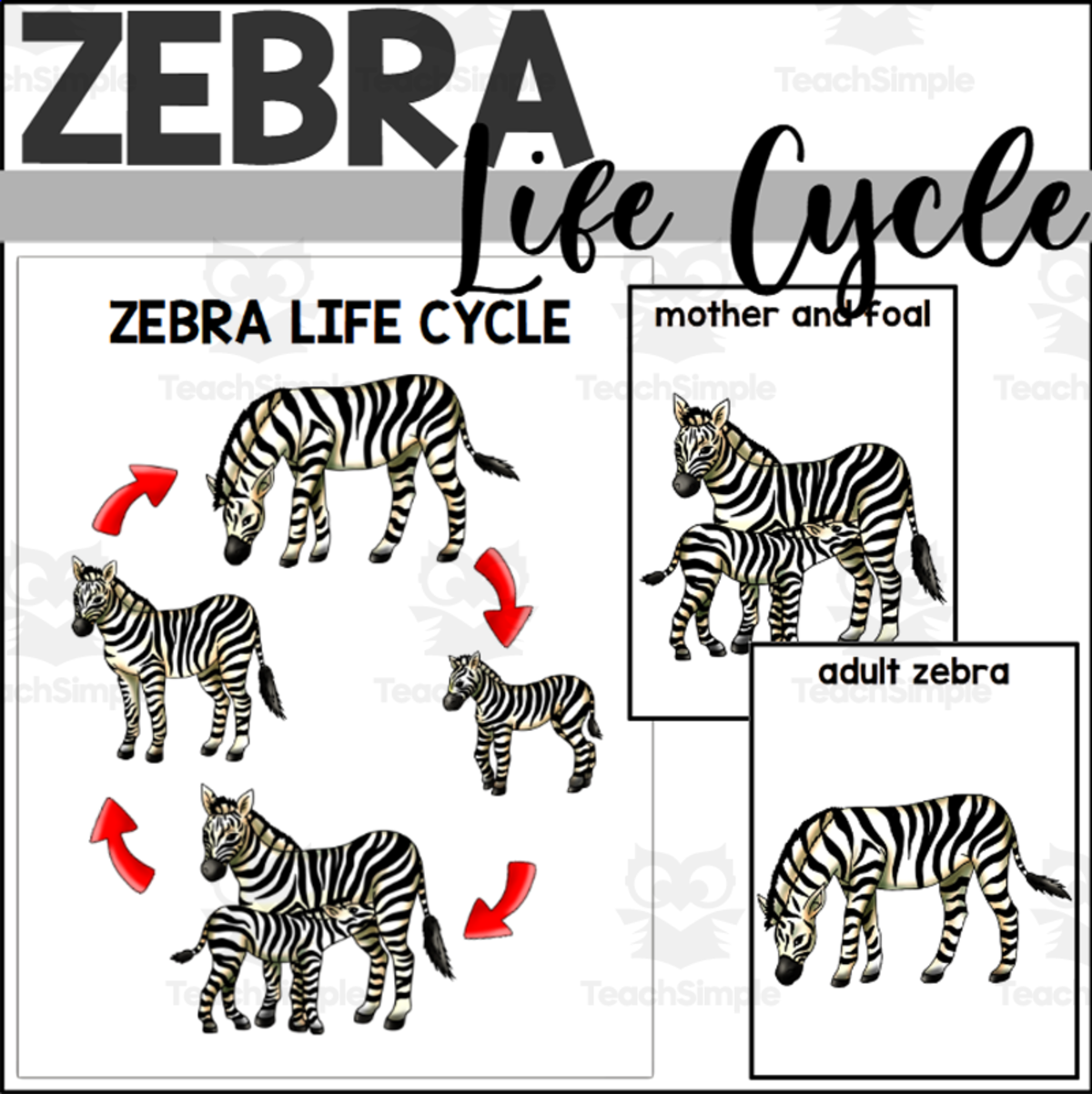 An educational teaching resource from The Connett Connection entitled Zebra Life Cycle Poster and Sequencing Cards downloadable at Teach Simple.