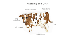 Anatomy of a Cow – Hand-Illustrated Poster