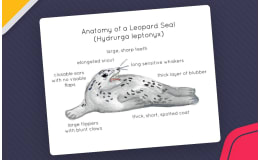 Anatomy of a Leopard Seal