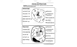 Animal and Plant Cells Worksheet