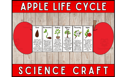 Apple Life Cycle Craft Foldable Science Cut and Paste Activity