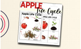 Apple Life Cycle Poster + Sequencing Cards Set