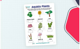 Aquatic Plants Activity – STEM Learning