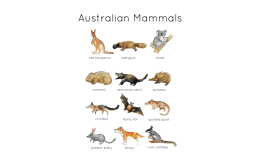 Australian Mammal Flashcards and Poster | Australian Wildlife | Nature Study Australia | Marsupials