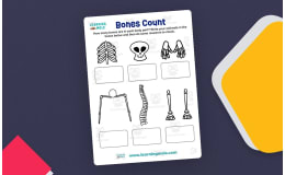 Bones Count Activity – Skeletal System Worksheet
